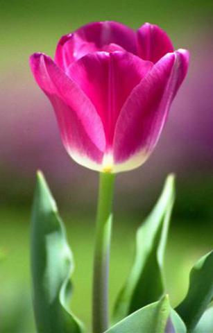  Gambar  Wallpaper Bunga  Tulip  Republika RSS